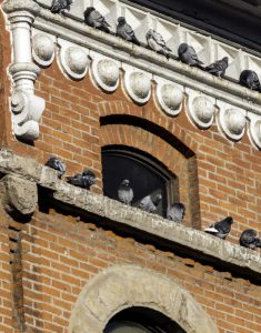 Pigeon Management