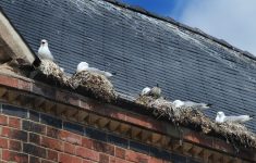 Nest Removal